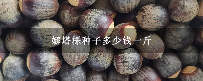 娜塔栎种子多少钱一斤