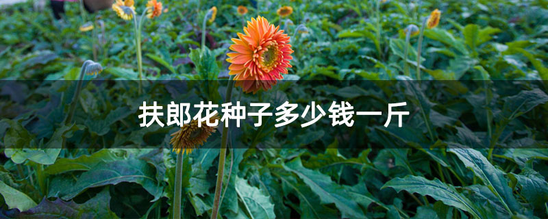 扶郎花种子多少钱一斤