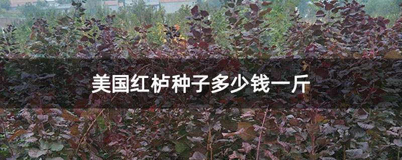 美国红栌种子多少钱一斤