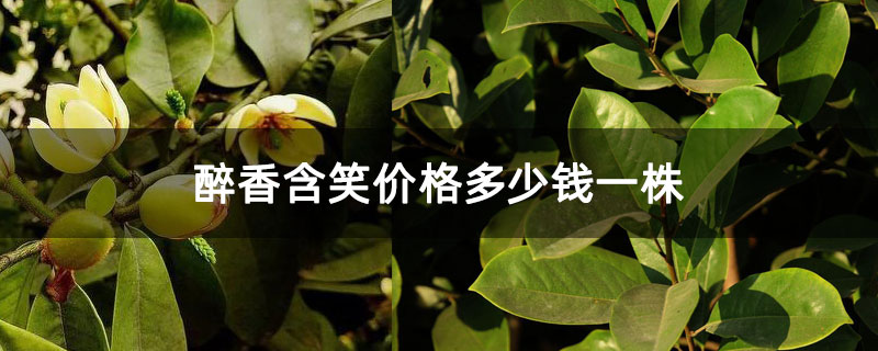 醉香含笑价格多少钱一株