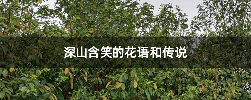 深山含笑的花语和传说