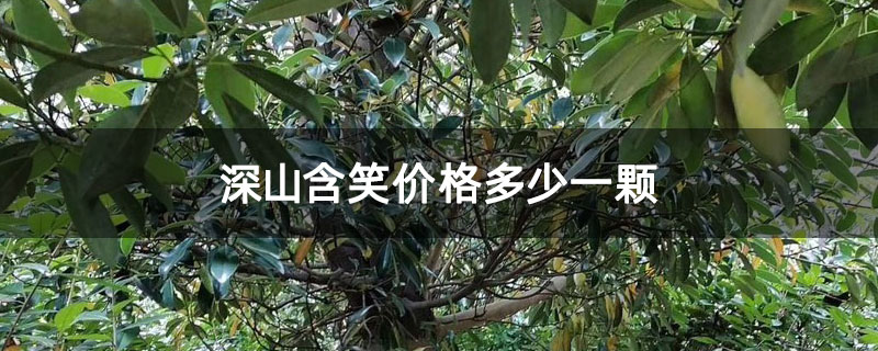 深山含笑价格多少一颗