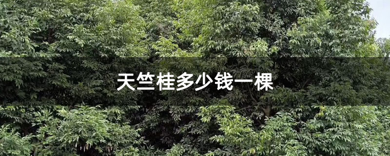 天竺桂多少钱一棵