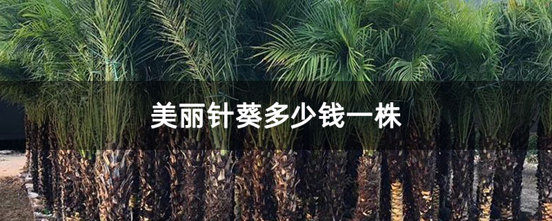美丽针葵多少钱一株