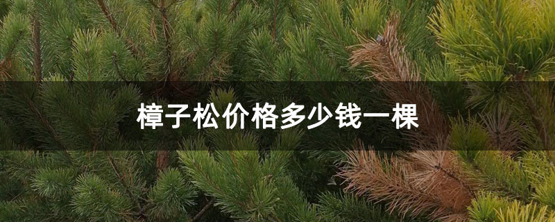 樟子松价格多少钱一棵