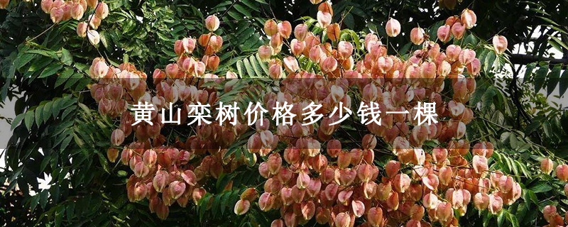 黄山栾树价格多少钱一棵