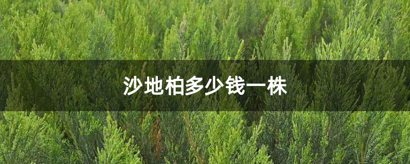 沙地柏多少钱一株