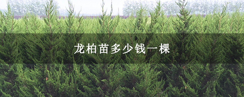 龙柏苗多少钱一棵
