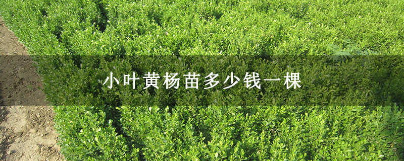 小叶黄杨苗多少钱一棵