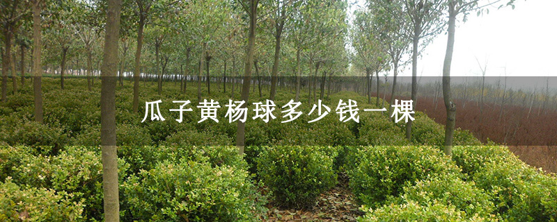 瓜子黄杨球多少钱一棵