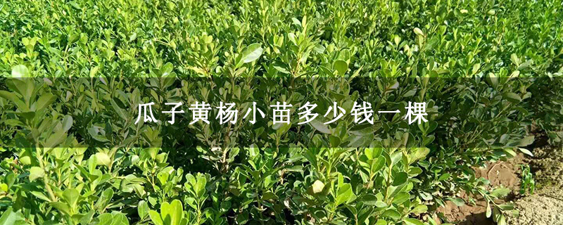 瓜子黄杨小苗多少钱一棵