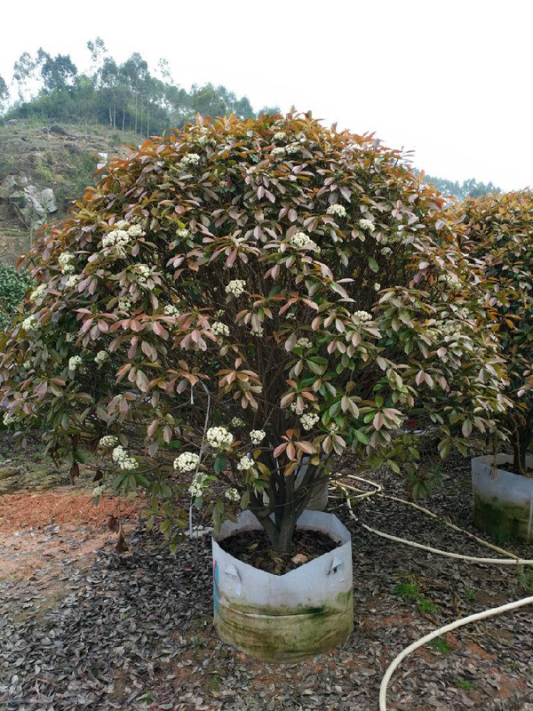 红叶石楠球