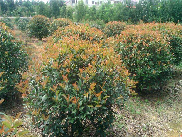 红叶石楠小苗多少钱一棵？最新红叶石楠小苗价格行情