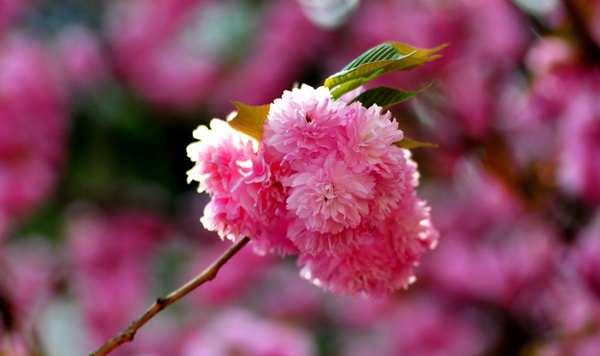 樱花的价格行情 2019年最新樱花的价格行情