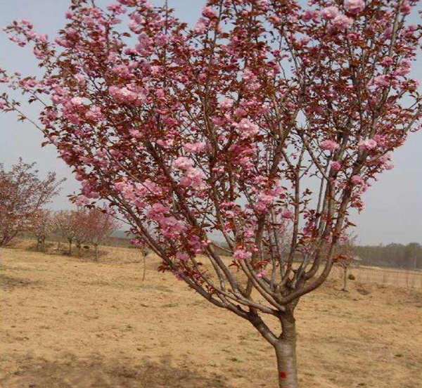 樱花