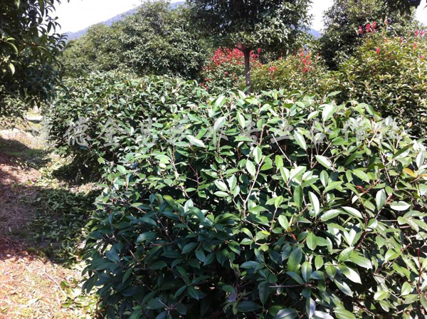 红叶石楠球