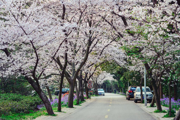 樱花