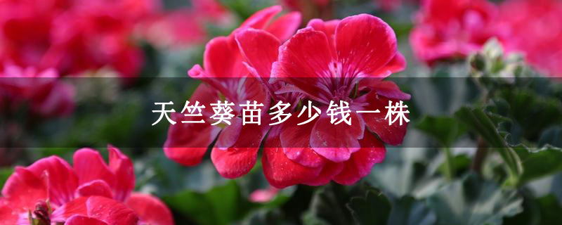 天竺葵苗多少钱一株