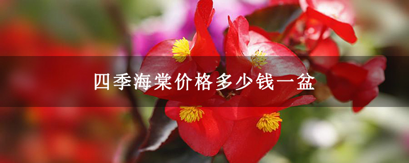 四季海棠价格多少钱一盆