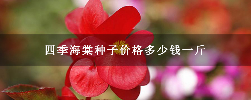 四季海棠种子价格多少钱一斤