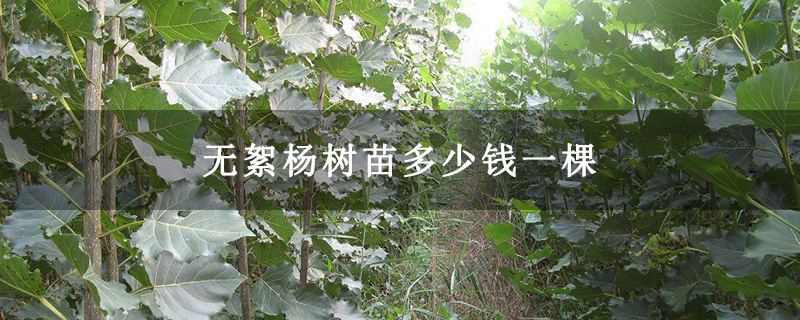 无絮杨树苗多少钱一棵