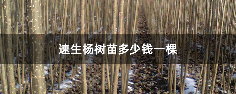 速生杨树苗多少钱一棵