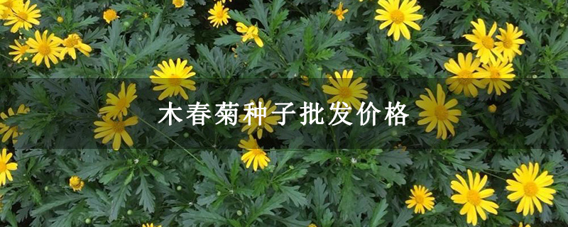 木春菊种子批发价格