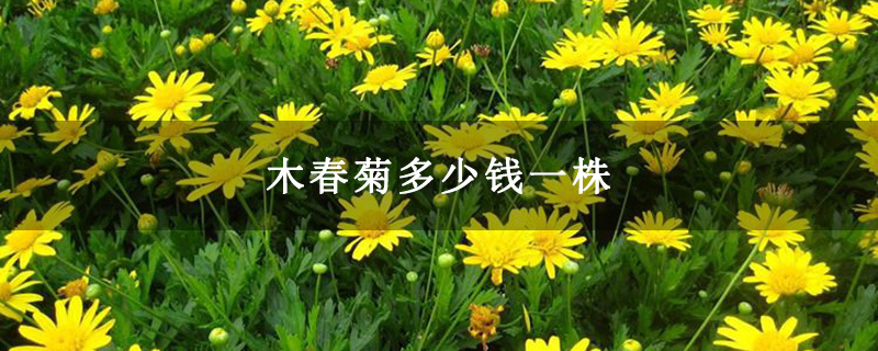 木春菊多少钱一株