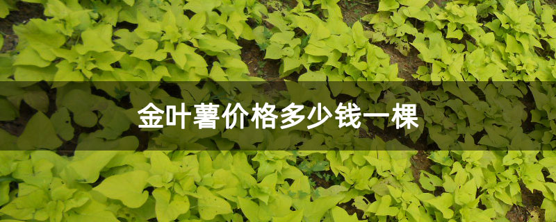 金叶薯价格多少钱一棵
