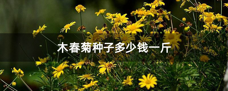木春菊种子多少钱一斤