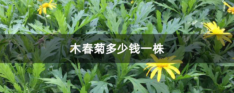 木春菊多少钱一株