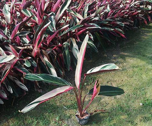 七彩竹芋种植基地