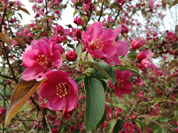 紫花海棠花期是什么时候？海棠的花期有多久？