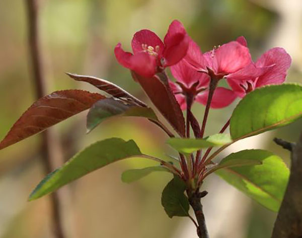 紫花海棠枝条能活吗？海棠插枝能活吗？