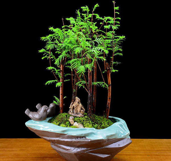 水杉树盆景怎么养？水杉盆景养殖方法