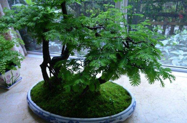 水杉盆景