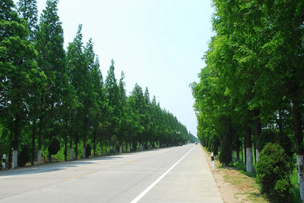路边的水杉