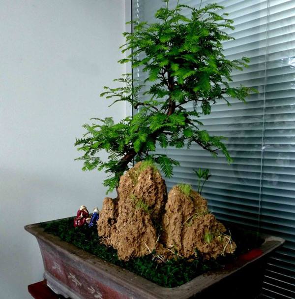 水杉盆景
