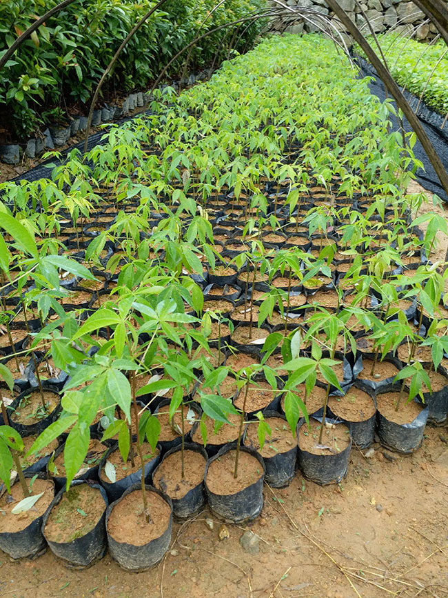 木棉花适合在哪里种植?木棉花种植适合温度