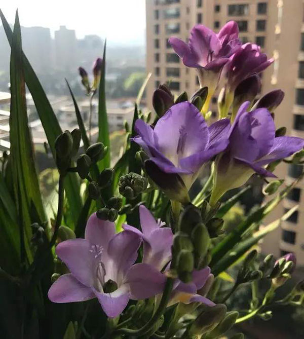 香雪兰