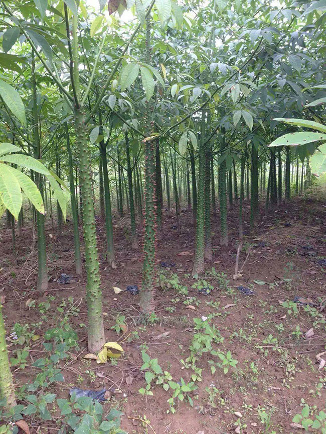 木棉花的种类有哪些?木棉花的品种介绍