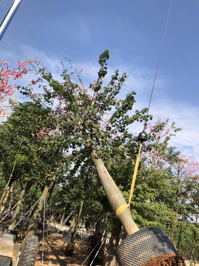 木棉花的种类有哪些?木棉花的品种介绍
