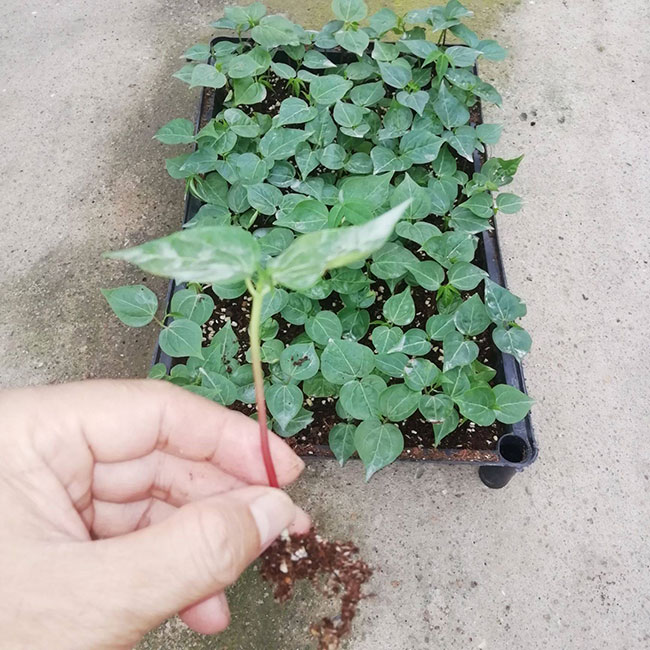 木棉花适合在哪里种植?木棉树适合北方种植吗?