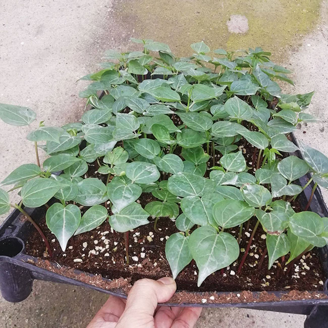 木棉花