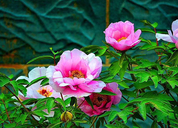 这5种花要晚“入室”，冻一冻能增强抗性！