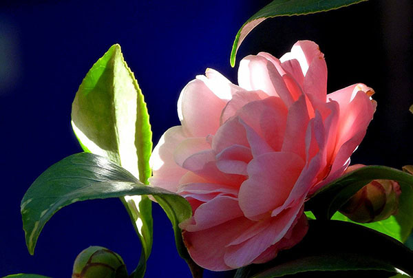 山茶花