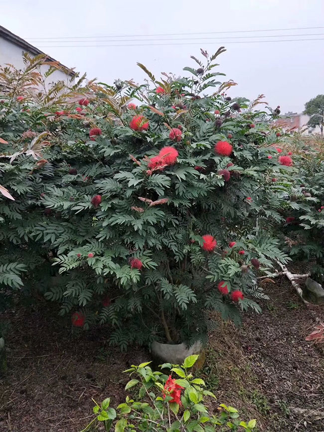 合欢树适合什么季节种?合欢树种植时间