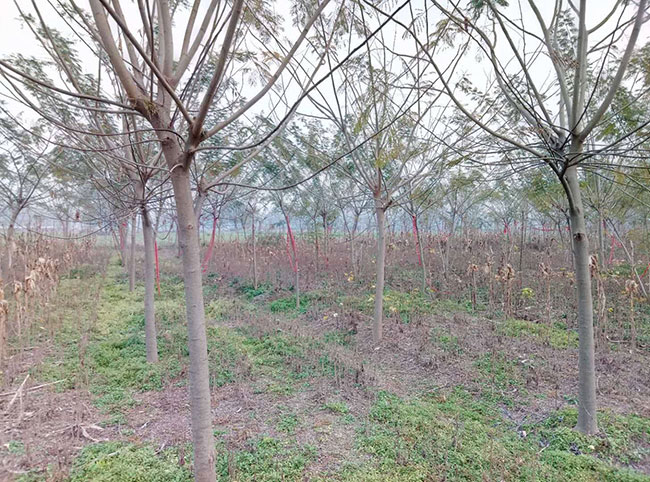 合欢枯萎病怎么治疗?合欢树枯萎病的防治方法