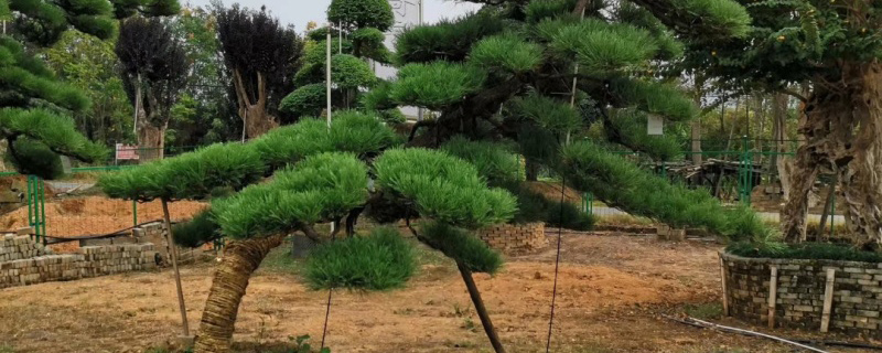 黑松树价格多少钱一棵