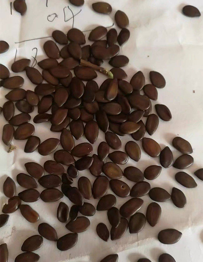 合欢种子
